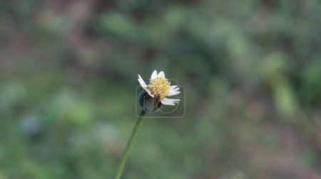 Tridax procumbens, also known as coat buttons or wild daisy, graces the scene with its cheerful presence