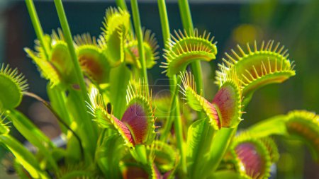 Photo for CLOSE UP, DOF: Carnivorous wildflower opens up small trap leaves with sensitive bristles to catch its prey. Detailed view of exotic venus flytrap flower and its traps opening up to attract insects. - Royalty Free Image