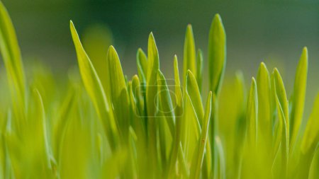 Téléchargez les photos : MACRO, DOF : Des tiges vertes luxuriantes d'herbe poussent dans un jardin fleuri le jour ensoleillé du printemps. Gros plan détaillé de petites tiges d'herbe qui poussent lentement dans une arrière-cour cultivée. Champ herbeux dynamique. - en image libre de droit