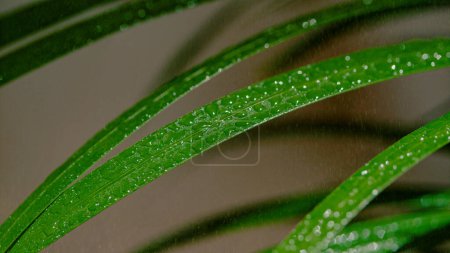 Téléchargez les photos : MACRO, DOF: Tiny droplets of water are sprinkled on the wet stalks of lush green decorative grass. Detailed view of refreshing mist falling on the wet blades of tropical lemongrass in a dark backyard. - en image libre de droit
