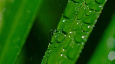 Téléchargez les photos : MACRO, DOF: Refreshing mist gathers up in large crystal clear droplets on the glossy green surface of decorative grass. Sprinkling system waters the growing stalks of lush tropical lemongrass plant. - en image libre de droit