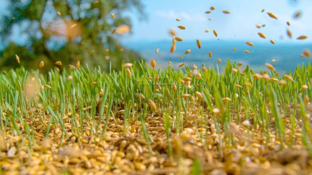 Téléchargez les photos : MACRO, DOF: Seeds fall onto the fertile soil of the idyllic green countryside. Tiny seeds of grass are scattered across the growing grassfield in rural Slovenia. Unknown farmer sowing grass in spring. - en image libre de droit