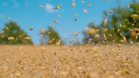 Foto de CLOSE UP, DOF: Cinematic shot of small seeds landing on the arid soil of a patch of land in a rural part of Slovenia. Tiny seeds of grass fall onto the arid land in the sunny Slovenian countryside. - Imagen libre de derechos