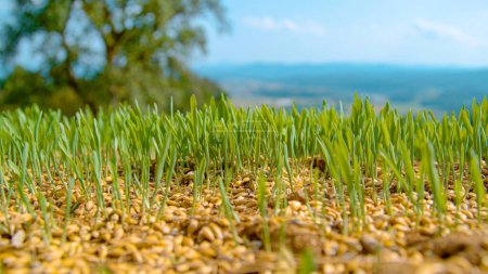 Foto de MACRO, DOF: Small blades of grass sprout from tiny seeds of grass scattered across the empty field overlooking a blurry green valley. Scenic close up of a grassfield coming to life in the countryside. - Imagen libre de derechos