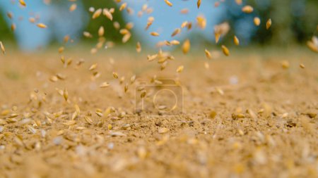 Foto de CLOSE UP, DOF: A handful of seeds falls onto the barren earth as an unknown farmer sows grass on a sunny day. Small grey seeds of grass are sown across the patch of dry soil in the sunny countryside. - Imagen libre de derechos