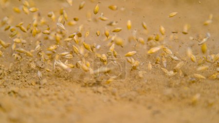 Foto de MACRO, DOF: Small grey seeds of grass are sown across the patch of dry soil in the empty countryside. A handful of seeds falls onto the barren earth as an unknown farmer sows grass on a sunny day. - Imagen libre de derechos