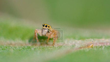 Foto de MACRO, DOF: Cute close up of an tiny spider with big black eyes and fuzzy legs. Adorable little jumping spider crawls along a vibrant green tree leaf. Lovely jumper spider is exploring the woods. - Imagen libre de derechos