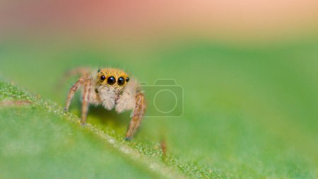 Téléchargez les photos : MACRO, DOF: Adorable little jumping spider crawls along a vibrant green tree leaf. Cute close up of an tiny spider with big black eyes and fuzzy legs. Lovely jumper spider is exploring the woods. - en image libre de droit