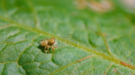 Téléchargez les photos : MACRO, DOF: Tiny baby jumping spider with fuzzy legs walks across a large green leaf while exploring the forest. Adorable shot of a little spider with furry head and big black eyes on top of big leaf. - en image libre de droit