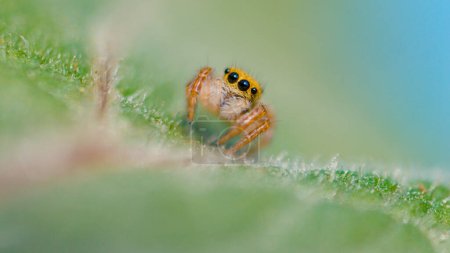 Foto de MACRO, DOF: Detailed shot of an adorable tiny jumping spider crawling along a leaf. Lovely little jumper is exploring the woods. Tiny spider with fuzzy legs is wandering around the quiet forest. - Imagen libre de derechos
