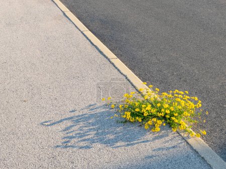 Foto de CLOSE UP Blossoming yellow wildflower sprouts out of an empty concrete pavement. Isolated birdsfoot trefoil flower grows out of a crack in the sidewalk. Lotus corniculatus growing in urban environment - Imagen libre de derechos