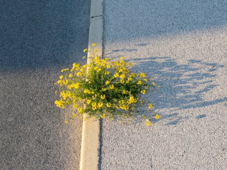 Photo for CLOSE UP: Summer evening sun shines on isolated birdsfoot trefoil flower grows out of a cracked pavement. Yellow wildflower blossoms as it grows out of a crack in the golden lit concrete sidewalk. - Royalty Free Image