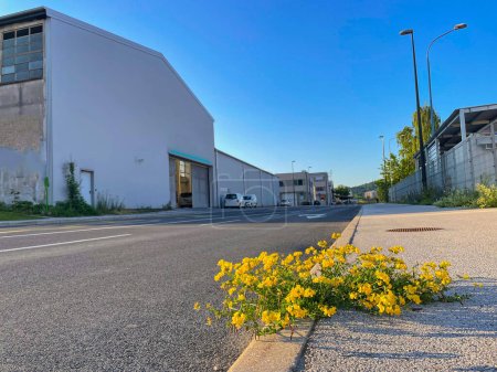 Téléchargez les photos : LOW ANGLE, CLOSE UP: Yellow wildflower grows out of a cracked concrete pavement in a quiet industrial district. Lotus corniculatus grows on side of the road in a business street full of warehouses. - en image libre de droit
