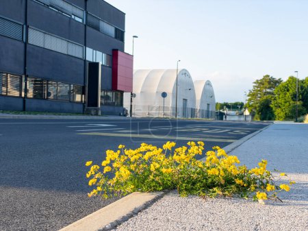 Téléchargez les photos : LOW ANGLE, CLOSE UP: Golden summer evening sunshine illuminates a blossoming yellow wildflower sprouting out of a cracked concrete pavement running along a road in the quiet industrial district. - en image libre de droit
