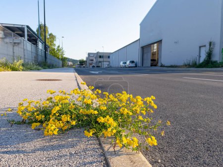 Téléchargez les photos : LOW ANGLE, CLOSE UP: Lotus corniculatus grows on side of the road in a business street full of warehouses. Yellow wildflower grows out of a cracked concrete pavement in a quiet industrial district. - en image libre de droit