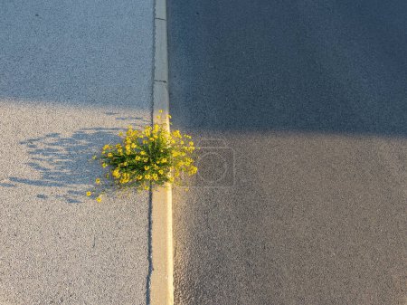 Photo for CLOSE UP: Yellow wildflower blossoms as it grows out of a crack in the golden lit concrete sidewalk. Summer evening sun shines on isolated birdsfoot trefoil flower grows out of a cracked pavement. - Royalty Free Image