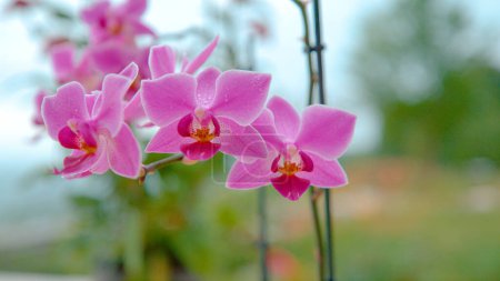 Téléchargez les photos : CLOSE UP, DOF: Delicate orchid flower growing outdoors gets caught in an autumn rainstorm. Cold crystal clear fall raindrops fall on the gorgeous pink and purple orchid blossoms growing in backyard. - en image libre de droit