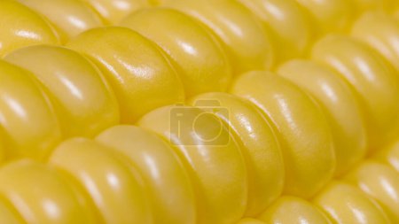 Photo for MACRO, DOF: Detailed shot of vibrant yellow corn kernels lying atop a ripe organically grown cob. Beautiful yellow lines of ripe corn kernels shine under a bright light. Macro shot of an ear of corn. - Royalty Free Image