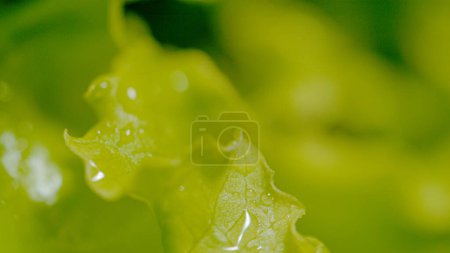Téléchargez les photos : MACRO, DOF: Modern greenhouse irrigation system waters a leafy head of romaine lettuce. Detailed view of rain watering a lettuce on a rainy spring day. Vibrant lettuce leaves are watered by mist. - en image libre de droit