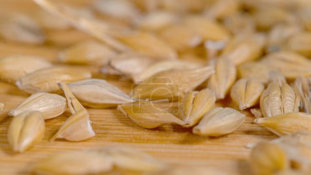 Photo for MACRO, DOF: Dried seeds of wheat get scattered across the surface of a wooden kitchen countertop. High detailed close up shot of tiny grain seeds falling and bouncing around the empty dining table. - Royalty Free Image