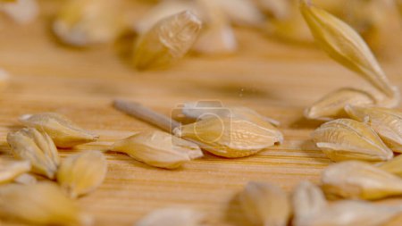 Photo for MACRO, DOF: High detailed close up shot of tiny grain seeds falling and bouncing around the empty dining table. Dried seeds of wheat get scattered across the surface of a wooden kitchen countertop. - Royalty Free Image