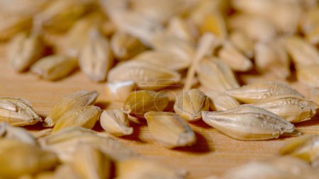 Photo for MACRO, DOF: Dried wheat seeds lie scattered across the surface of a wooden kitchen countertop. High detail close up shot of grain seeds after a bountiful harvest. Homegrown cereal ready for cooking. - Royalty Free Image