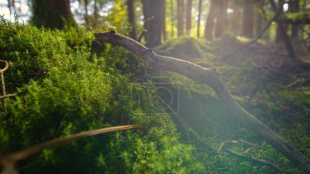 Photo for MACRO, LENS FLARE: Scenic shot of sun rays peering through the canopies and shining down on mossy tree trunk. Bright spring sunbeams shine on a moss covered tree trunk lying on the forest floor. - Royalty Free Image