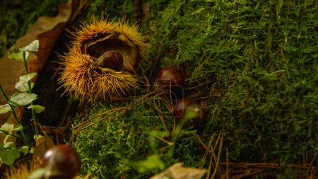 Photo for CLOSE UP: Spiky chestnut shells and ripe kernels lie on the mossy forest floor. Chestnuts lie scattered around the lush green woodland ground in fall. Shiny chestnuts are lying in the vibrant moss. - Royalty Free Image