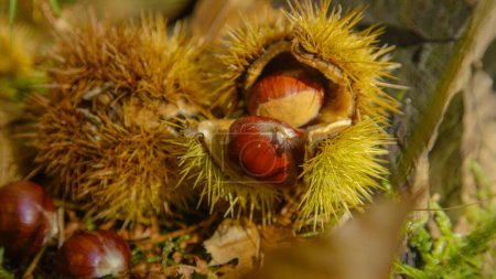 Photo for CLOSE UP, DOF: Detailed view of brown chestnut kernels lying inside prickly shell lying on a decorative piece of wood. Close up shot of chestnuts inside their spiky shells illuminated by autumn sun. - Royalty Free Image
