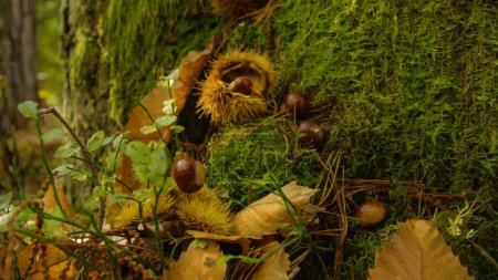 Téléchargez les photos : CLOSE UP, DOF: Chestnuts fall off the tree and onto the moss covered forest floor at the peak of autumn. Cinematic close up shot of chestnuts falling off the tree. Detailed shot of prickly chestnuts. - en image libre de droit