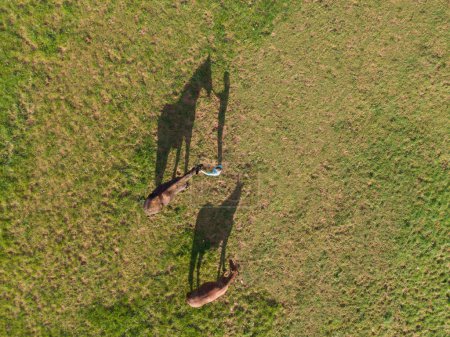 Téléchargez les photos : AERIAL, TOP DOWN: Young woman feeds her horses wandering around the ranch on a sunny autumn evening. Flying above a female horseback rider feeding her thoroughbreds before riding at golden sunset. - en image libre de droit