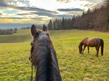 Téléchargez les photos : POV: Chestnut colored horse gazes at the lush landscape while exploring the countryside with its rider at picturesque golden sunset. Riding a powerful thoroughbred stallion on a sunny autumn evening. - en image libre de droit
