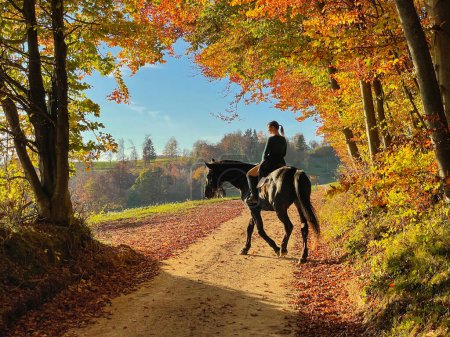 Téléchargez les photos : Young Caucasian woman rides a chestnut horse along a colorful forest trail on a sunny autumn day. Female horseback rider explores the golden-lit fall colored woods with her majestic brown thoroughbred - en image libre de droit