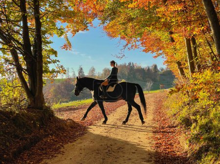 Foto de Female horseback rider explores the golden-lit fall colored woods with her majestic brown thoroughbred. Young Caucasian woman rides a chestnut horse along a colorful forest trail on a sunny autumn day - Imagen libre de derechos