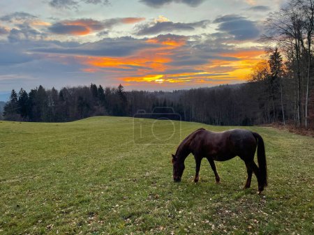 Foto de COPY SPACE: Beautiful brown colored horse grazes in the empty pasture at picturesque golden sunset. Burnt orange cloudy sky spans above a mare pasturing near a autumn forest in the idyllic countryside - Imagen libre de derechos