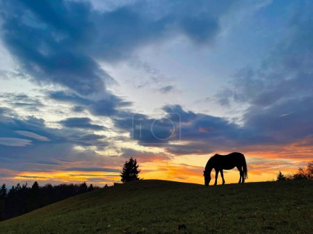 Photo for COPY SPACE, SILHOUETTE: Burnt orange cloudy sky spans above a stallion pasturing near a autumn forest in the idyllic countryside. Lone horse grazes in the empty pasture at picturesque golden sunset. - Royalty Free Image