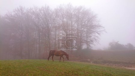 Foto de Idyllic shot of a lone chestnut horse grazing on a cold and foggy winter morning in the serene countryside. A big brown stallion is pasturing on the edge of a large green meadow on a misty evening. - Imagen libre de derechos