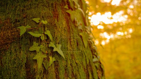 Téléchargez les photos : CLOSE UP, DOF : Plan détaillé de mousse et de lierre couvert d'arbres dans les bois changeant de couleur en automne. La mousse verte luxuriante et le lierre poussent sur le tronc épais d'un arbre imposant dans une forêt lointaine éclairée d'or. - en image libre de droit