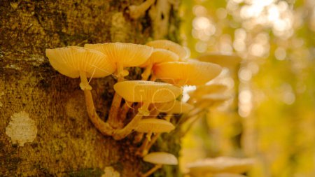 Téléchargez les photos : CLOSE UP, LENS FLARE, DOF : Les champignons arboricoles qui poussent dans la forêt colorée d'automne sont illuminés par le soleil du soir. Vue détaillée de rayons de soleil dorés brillants sur un champignon amadou poussant sur le côté d'un arbre. - en image libre de droit