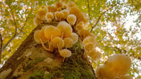 Foto de CERRAR, AMBOS ARRIBA, DOF: Foto detallada de hongos de yesca que crecen en un bosque vibrante en otoño. Las setas blancas crecen al lado de un tronco cubierto de musgo en medio de bosques de color otoñal.. - Imagen libre de derechos