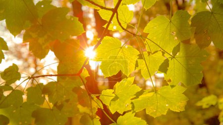 Téléchargez les photos : CLOSE UP, LENS FLARE : Le soleil doré du printemps illumine doucement les feuilles vertes luxuriantes. Plan rapproché d'une délicate branche d'arbre et de feuilles éclairées par le coucher du soleil d'automne. - en image libre de droit