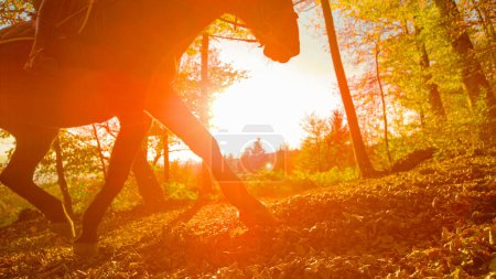 Photo for LOW ANGLE, LENS FLARE: Golden autumn sunbeams shine on a horse trotting along a forest trail covered in dry fallen leaves. Unrecognizable person explores the picturesque fall woods on horseback. - Royalty Free Image