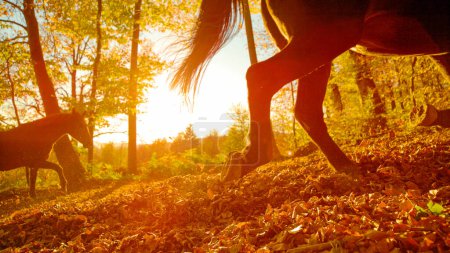 Téléchargez les photos : CLOSE UP, SILHOUETTE, LOW ANGLE, LENS FLARE: Unrecognizable horseback rider is guiding their horses along woodland path at sunset. Two horses trot along a sunlit forest trail covered in fallen leaves. - en image libre de droit