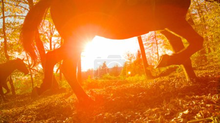 Téléchargez les photos : CLOSE UP, SILHOUETTE, LOW ANGLE, LENS FLARE: Two horses trot along a sunlit forest trail covered in fallen leaves. Unrecognizable horseback rider is guiding their horses along woodland path at sunset. - en image libre de droit