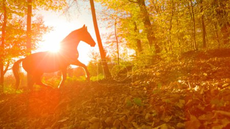Foto de LENS FLARE, SILHOUETTE: Lone wild horse walks around the fall colored forest at stunning sunrise. Golden autumn evening sunbeams shine on a single stallion trotting along a trail covered in leaves. - Imagen libre de derechos