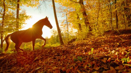 Photo for Golden autumn evening sunbeams shine on a single stallion trotting along a trail covered in leaves. Lone wild horse walks around the fall colored forest at stunning sunrise. - Royalty Free Image