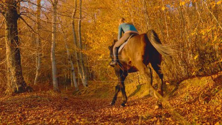 Photo for Young woman rides her chestnut stallion along a scenic forest path on a sunny evening in October. Female horseback rider explore the idyllic autumn colored woods at golden sunrise. - Royalty Free Image