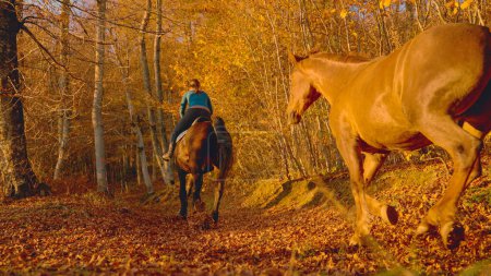 Photo for Unrecognizable Caucasian woman leads her horses along a scenic forest trail covered in dry fallen leaves. Young female horseback rider explores the autumn colored woods with her beautiful horses. - Royalty Free Image