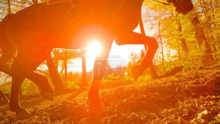Photo for LOW ANGLE, LENS FLARE: Unrecognizable person explores the picturesque fall woods on horseback. Golden autumn sunbeams shine on a horse trotting along a forest trail covered in dry fallen leaves. - Royalty Free Image
