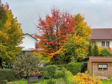 Téléchargez les photos : Deciduous tree leaves are changing colors in the tranquil gardens of suburban neighborhood houses. Idyllic shot of people's vibrantly colored backyards on a cloudy autumn day in the peaceful suburbs. - en image libre de droit